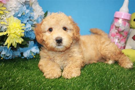 puppies for sale nyc craigslist|craigslist long island puppies.